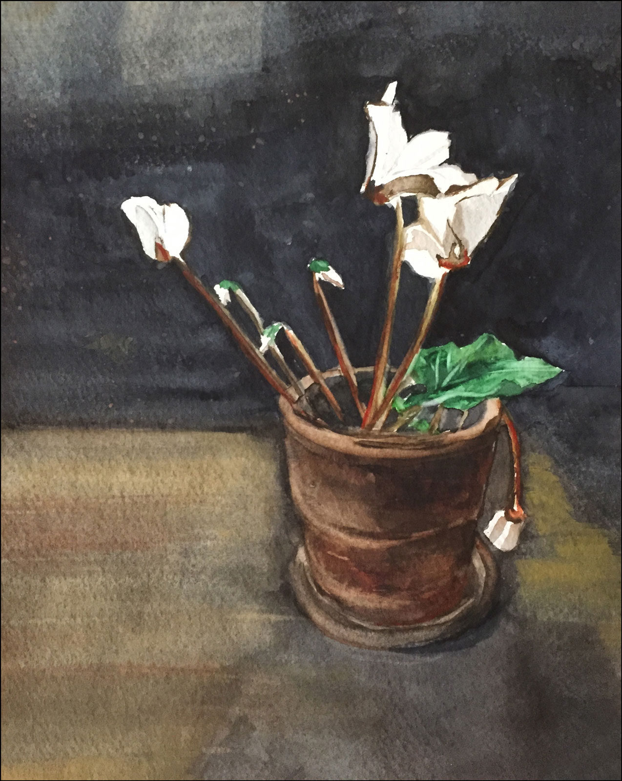 Cyclamen